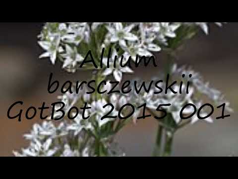 How to pronounce Allium barsczewskii GotBot 2015 001 in Dutch?