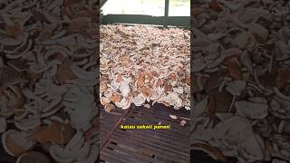 Download lagu The harvest of residential copra on this plantation. #coconut mp3