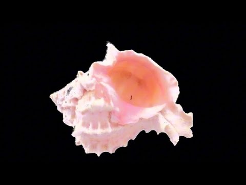 Random edit audios (pt.1) + Timestamps !!