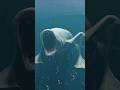 Deep sea creatures are found | Ocean Sunfish Vs Sea Eater