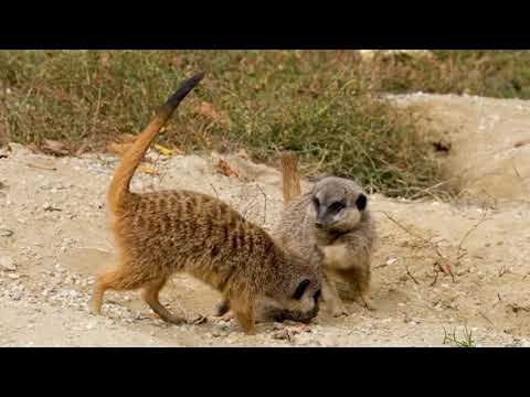 Meerkat in real life/ kids favourite and funny character in Timon and Pumbaa