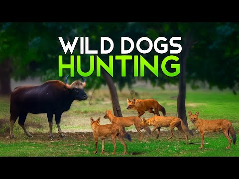 Wild Dogs on the Hunt: Rare Dhole Sighting in Indian Jungle - 4K Video