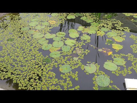 Lago de alvenaria 90 mil litros !