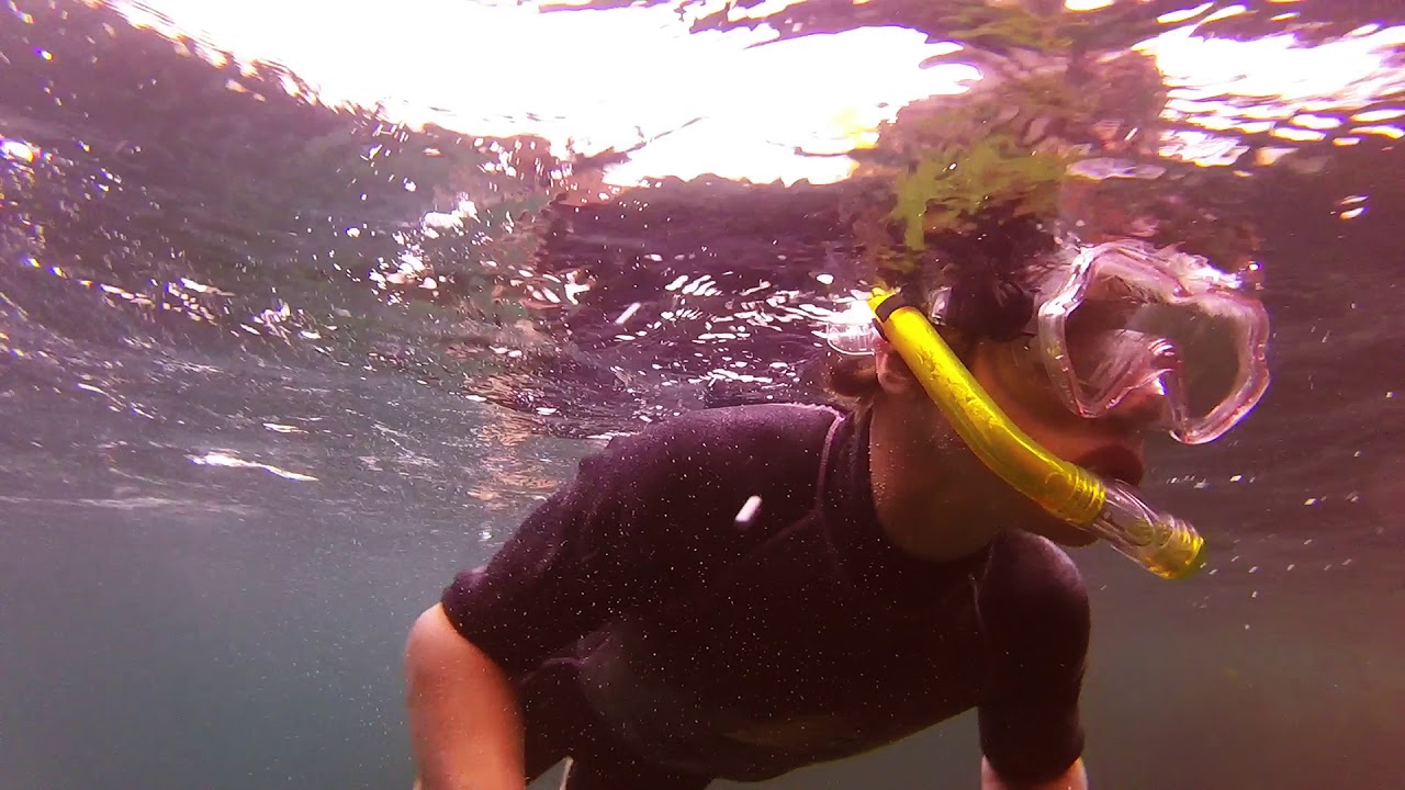 Experience snorkeling in tranquil waters of Taputeranga Marine Reserve.