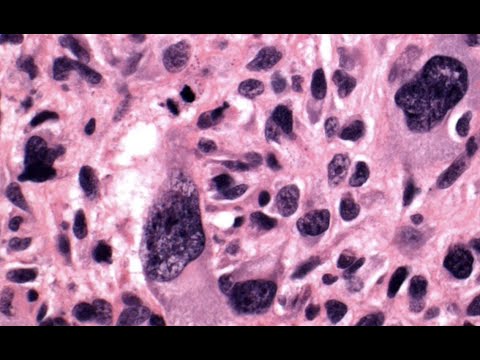 Chapter 4 Lecture: Tissues