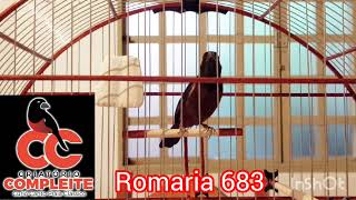 ROMARIA 683, cantando e encantando!!