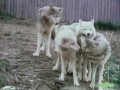 Classic Sesame Street Film Wolves
