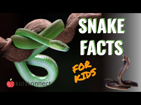Snake Facts For Kids