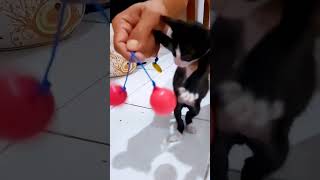 Download lagu Funny cat playing lato lato viral #shorts mp3