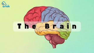 THE BRAIN