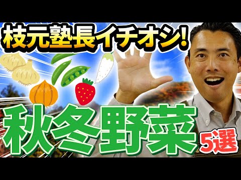 園芸 ノーフォークパイン、ノーフォークアラウカリア