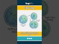 cleavage - when a fertilized egg cell... video thumbnail