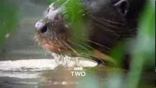 BBC TWO WILD BRAZIL