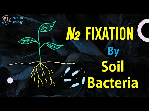 YouTube video about: How do bacteria help plants grow apex?