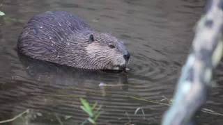 preview picture of video 'Dinner at the Estes Park Beaver Pond'