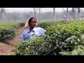 Palasbari Tea Estate Documentary Video WEST BENGAL Dooars