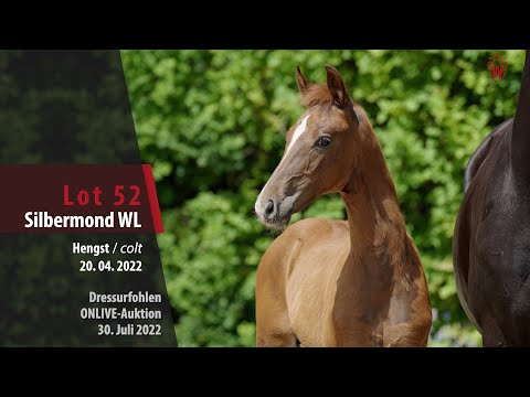 OnLive-Auktion Lot 52 Silbermond WL Hengst v. Shu Fu -  De Niro