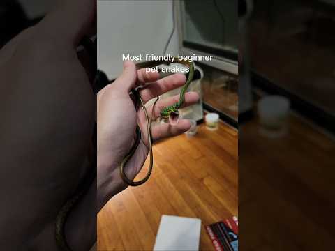 These venomous snakes make terrible pets. #pets #reptiles #venomoussnakes