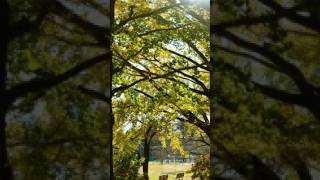 【オリジナル曲】　『昨日のポエム』　／ギター弾き語り🎸　 #オリジナル曲弾き語り #歌ってみた #ギター
