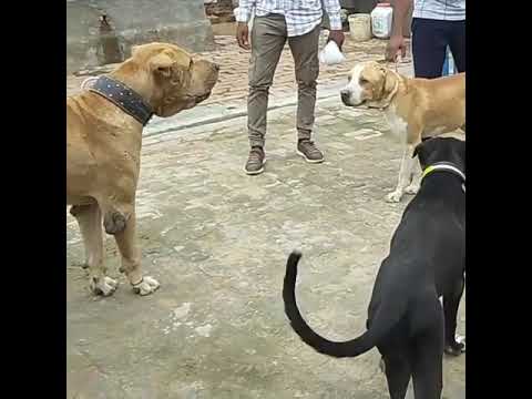 Pakistani bully vs pitbull