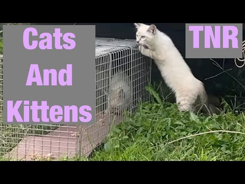 Cat trapping videos  feral cats (and kittens) for TNR Jackson County WV