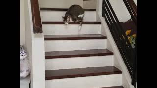 Two legged cat climbs down stairs