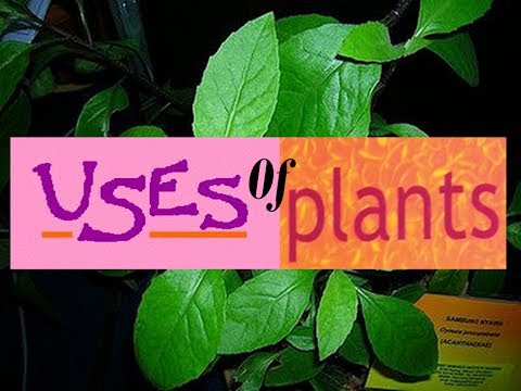Uses of Plants for Kids