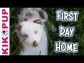 Puppy training - My puppy's first day home! - Professional dog training