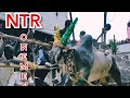 NTR Mannanthi Mannan I Vellore Top Bull 2020 I Vellakuttai Byepass I Tamilmayan