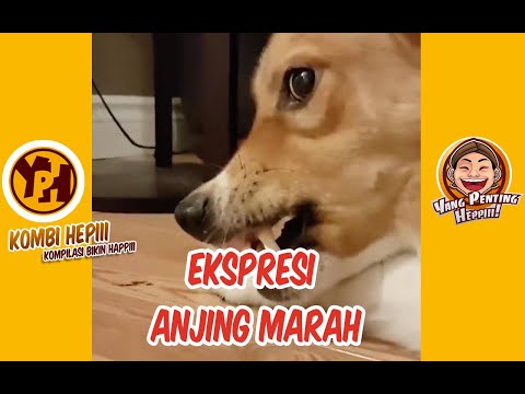 kombi-heppiii-ekspresi-anjing-marah