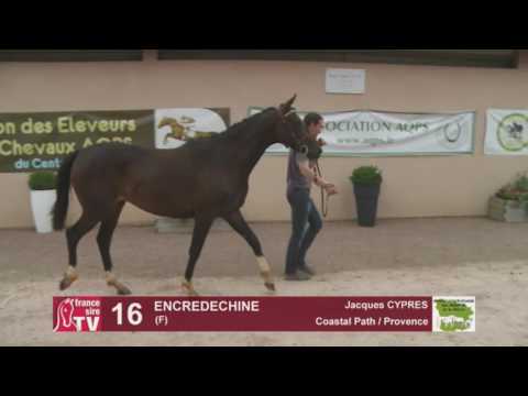 Concours AQPS Cercy 2016 Lot 16 : ENCREDECHINE