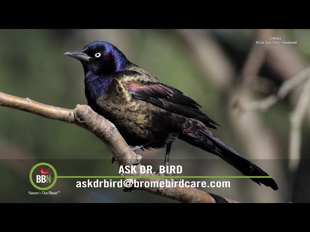 What is a black bird with blue head called?