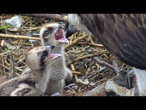 Do Ospreys Feed Their Young Equally?
