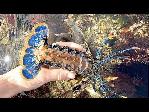 Coastal Foraging & Tide pooling - Family forage for Lobster, Crabs, Sea Creatures | The Fish Locker