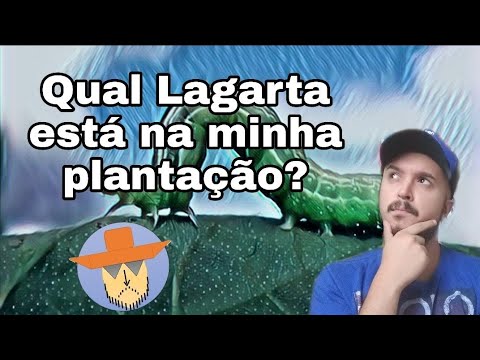 Como identificar lagartas pragas? Aula prática do especialista Bruno Conti da Bayer