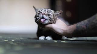 Farewell Lil BUB: In Loving Memory of the Most Amazing Cat On the Planet