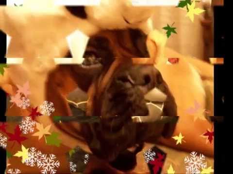 Raïssa La Bullmastiff, Esperando el Invierno