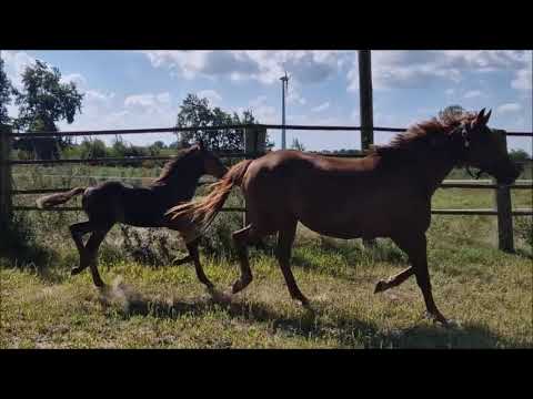 "So Jazz" HF von So Perfect x Jazz Time x Florencio I