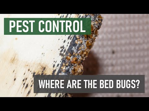 Bed Bugs can Infest the Whole Room, Not Just the Bed and Pillows! [Bed Bug Control]