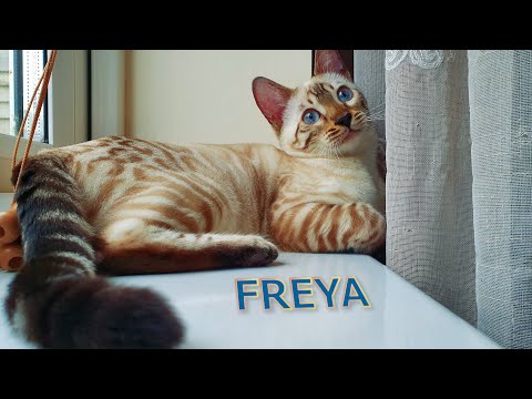 Meet Freya the Snow Lynx Bengal