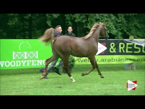 Bruges International  Class 102A