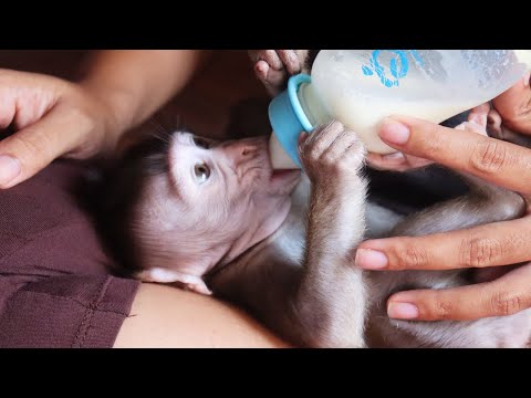 USE Bottle Feeding Milk!! Little Monkey Feeding Milk By Mother, Lovely Baby monkey