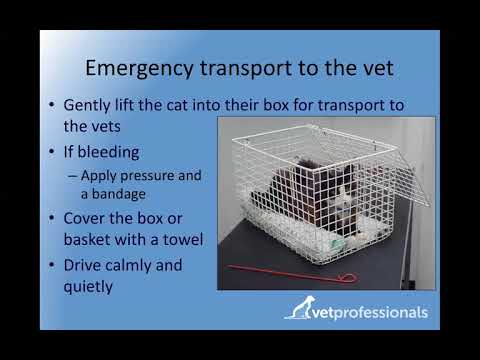 How to Transport a cat to the vets in an emergency