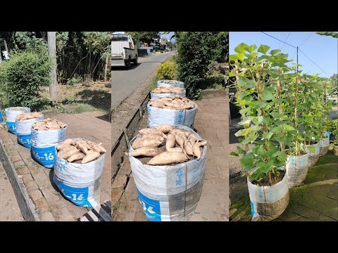 , title : 'cara menanam ubi jalar dari benih sampai panen || how to grow sweet potatoes from seed to harvest'