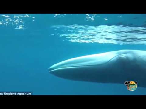 Click to Watch the World's rarest whale caught on camera for FIRST time ever and you won't believe your eyes! video