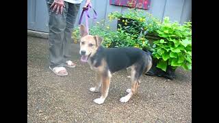 Video preview image #1 Siberian Husky-Unknown Mix Puppy For Sale in Germanton, TN, USA