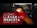 Cómo Llevar A Tu Perro De Forma Correcta En El Auto