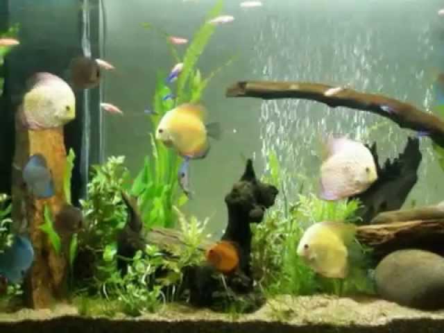 my planted discus tank with various tank mates..