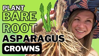 Grow Asparagus At Home: A Complete Guide For Planting Bare Root Asparagus Crowns 🌱✨