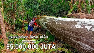 Download lagu BERNILAI TINGGI || POHON ULIN YANG SUDAH CONDONG DI OLAH LANGSUNG MENJADI BALOK SIAP PAKAI mp3 Download lagu BERNILAI TINGGI || POHON ULIN YANG SUDAH CONDONG DI OLAH LANGSUNG MENJADI BALOK SIAP PAKAI mp3